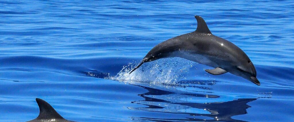 Dolphin_in_sea Delfínes saltando sobre la superficie del mar en un día de aguas tranquilas.